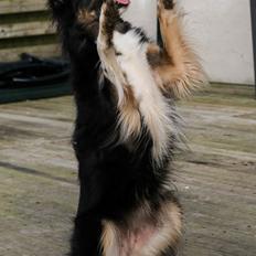 Border collie Sheila R.I.P