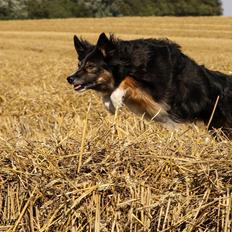 Border collie Sheila R.I.P