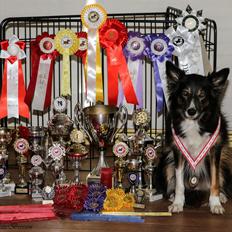 Border collie Sheila R.I.P