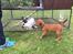 Irsk terrier Clinton