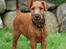 Irsk terrier Clinton