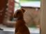 Irsk terrier Clinton