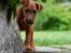 Irsk terrier Clinton
