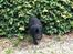 Labrador retriever Vedita ( verdens bedste hun ever ) savnet <3 R.I.P