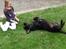 Labrador retriever Vedita ( verdens bedste hun ever ) savnet <3 R.I.P