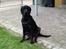 Labrador retriever Vedita ( verdens bedste hun ever ) savnet <3 R.I.P