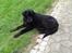 Labrador retriever Vedita ( verdens bedste hun ever ) savnet <3 R.I.P