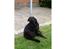 Labrador retriever Vedita ( verdens bedste hun ever ) savnet <3 R.I.P