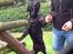 Labrador retriever Vedita ( verdens bedste hun ever ) savnet <3 R.I.P