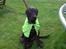 Labrador retriever Vedita ( verdens bedste hun ever ) savnet <3 R.I.P