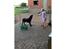 Labrador retriever Vedita ( verdens bedste hun ever ) savnet <3 R.I.P