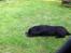 Labrador retriever Vedita ( verdens bedste hun ever ) savnet <3 R.I.P