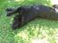 Labrador retriever Vedita ( verdens bedste hun ever ) savnet <3 R.I.P