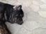 Labrador retriever Vedita ( verdens bedste hun ever ) savnet <3 R.I.P