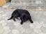 Labrador retriever Vedita ( verdens bedste hun ever ) savnet <3 R.I.P