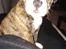 Olde english bulldogge Rod 