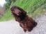 Cocker spaniel Mokka