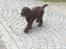 Cocker spaniel Mokka