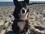 Karelsk bjørnehund Bianca Sonne 