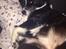 Karelsk bjørnehund Bianca Sonne 