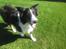 Border collie Kato - Jeg er klar, kast den nu så henter jeg den