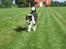 Border collie Kato - Jeg kommer nu