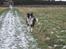 Border collie Kato - Kato elsker sne. så der der kom lidt sne i vinters skulle han selvfølelig ud at lege i sneen
