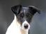 Glathåret foxterrier  blanding NOVA - 6 år og stadig lige så smuk som for 3 år siden