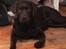 Labrador retriever Emma