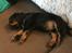 Cavalier king charles spaniel Lloyd