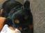 Cavalier king charles spaniel Lloyd