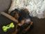 Cavalier king charles spaniel Lloyd
