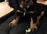 Cavalier king charles spaniel Lloyd
