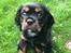 Cavalier king charles spaniel Lloyd