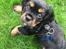Cavalier king charles spaniel Lloyd