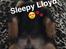 Cavalier king charles spaniel Lloyd