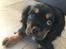Cavalier king charles spaniel Lloyd