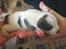 Jack russell terrier Alma