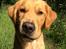 Golden retriever Arthur