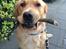 Golden retriever Arthur