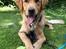 Golden retriever Arthur