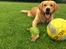 Golden retriever Arthur