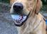 Golden retriever Arthur