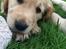 Golden retriever Arthur