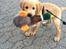 Golden retriever Arthur