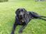 Labrador retriever Skipper - Skipper er 16 måneder
