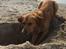 Golden retriever Arthur