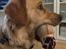 Golden retriever Arthur