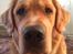 Golden retriever Arthur