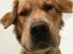 Golden retriever Arthur